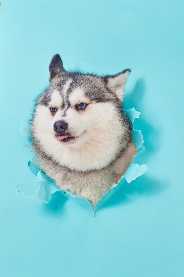 A husky poking through torn blue paper