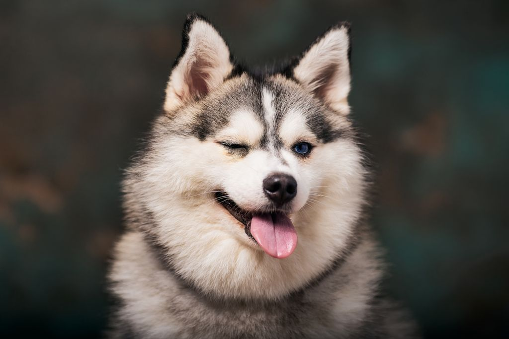 A husky winking with its tongue out