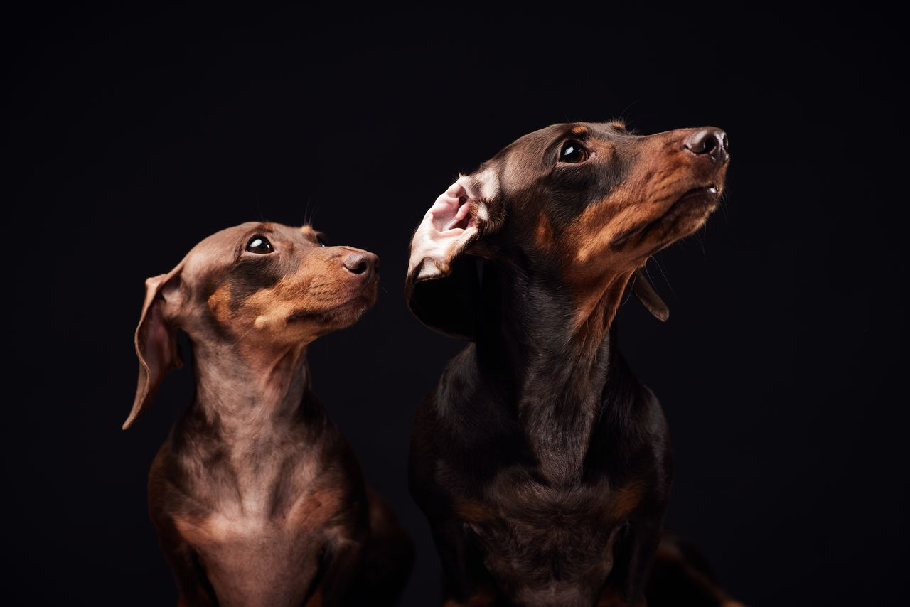 Two dachshunds looking upwards against a dark studio backdrop