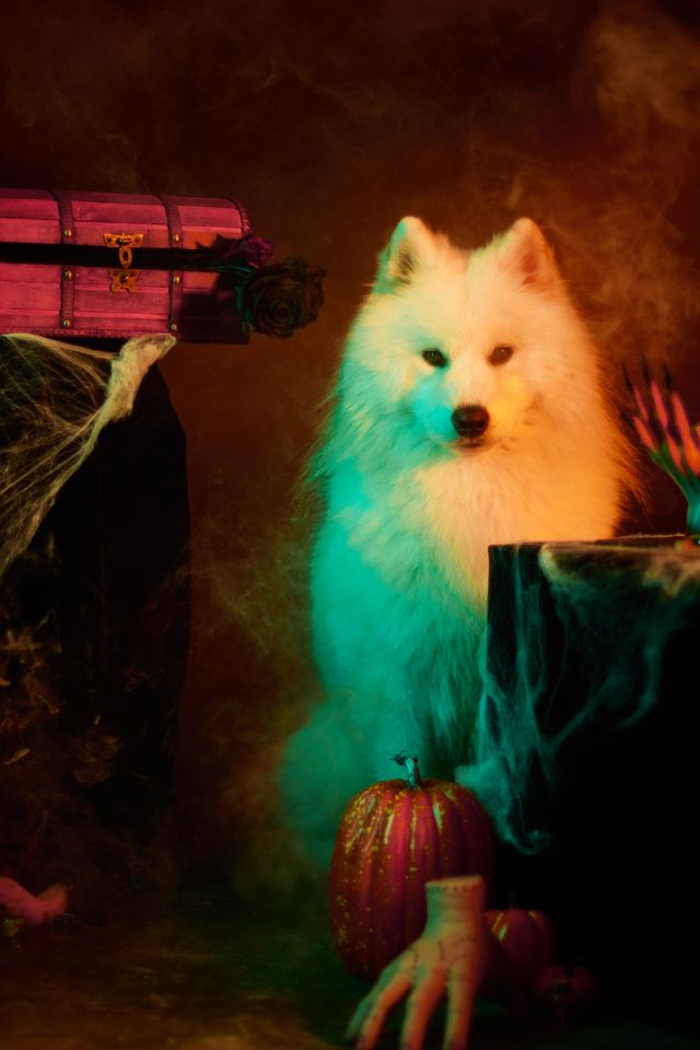 A samoyed in a Halloween themed set with pumpkins and fog